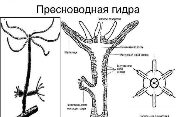 Линк кракена